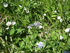 Lactuca pulchella