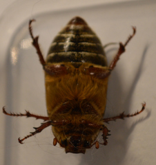 Polyphylla crinita
