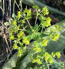 Euphorbia virgata