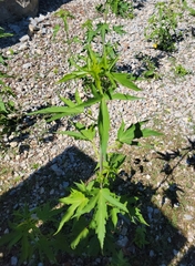 Hibiscus laevis