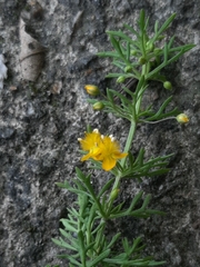 Scoparia montevidensis