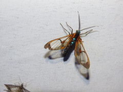 Cosmosoma centralis