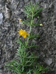 Scoparia montevidensis