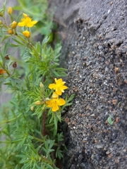 Scoparia montevidensis