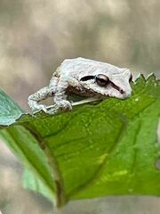 Pristimantis permixtus