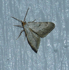 Taeniogramma tenebrosata