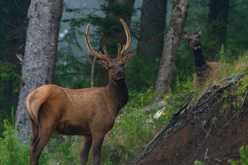 Roosevelt Elk photographed in Oregon