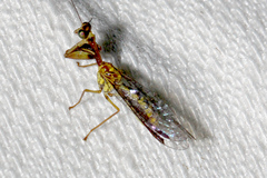 Spaminta minjerribae