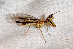 Spaminta minjerribae