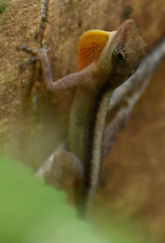 Gaige's Anole