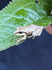 Pristimantis permixtus