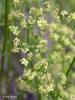 Narrow-leaved Bedstraw - Photo (c) 2005 Keir Morse, some rights reserved (CC BY-NC-SA)