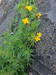 Scoparia montevidensis