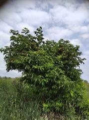 Sambucus kamtschatica
