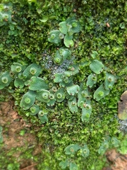 Marchantia chenopoda