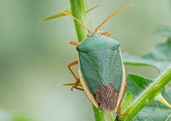 Edessa rufomarginata