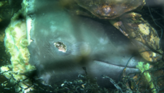Phocoena spinipinnis