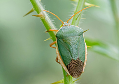 Edessa rufomarginata