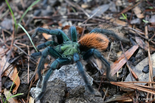 North American Cobalt Tarantula