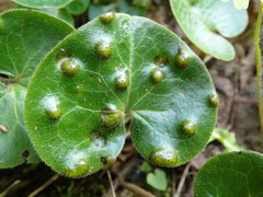 Puccinia asarina