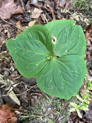 Trillium ovatum