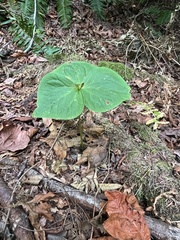 Trillium ovatum