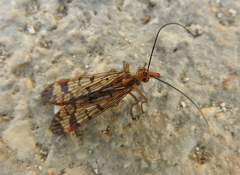 Panorpa rufostigma