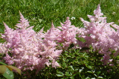 Astilbe × arendsii