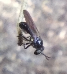 Cerotainia macrocera