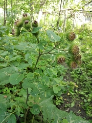 Arctium × nothum