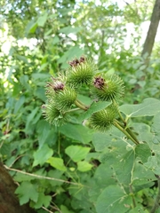 Arctium × nothum