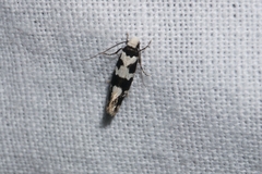 Neurothaumasia ankerella