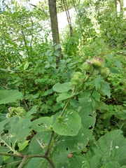 Arctium × nothum