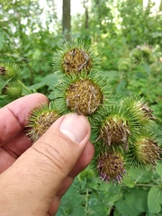Arctium × nothum