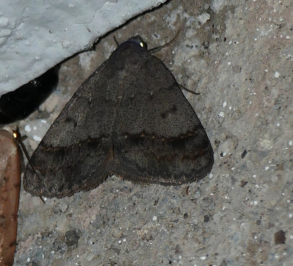Ptichodis bucetum