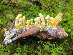Beauveria locustiphila