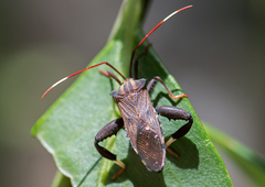 Melucha phyllocnemis