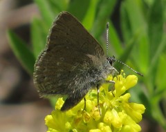 Satyrium semiluna
