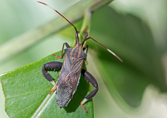 Melucha phyllocnemis