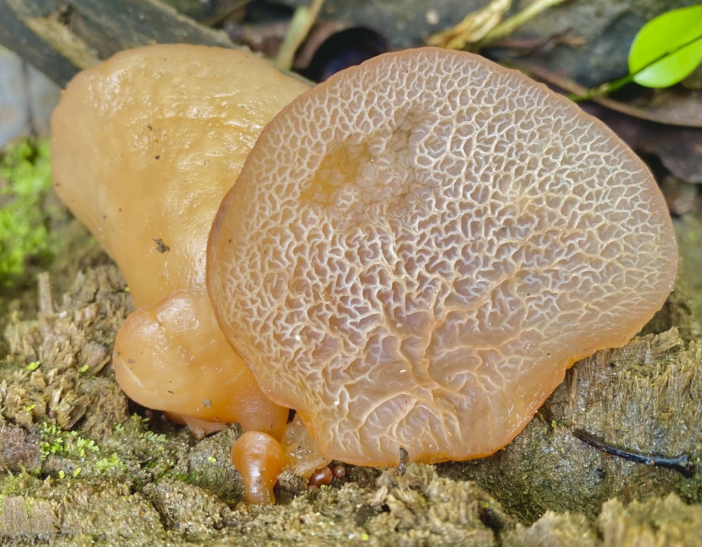 Auricularia delicata · July 2022 · photo: © heimatlos (iNaturalist, cc0)
