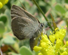 Satyrium semiluna