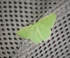 Ornithospila bipunctata