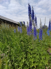 Delphinium brachycentrum