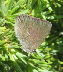 Satyrium semiluna