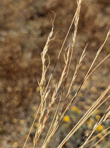 Image of Lemmon's Needle Grass (Eriocoma lemmonii) by (c) Dominic Gentilcore, some rights reserved (CC BY)