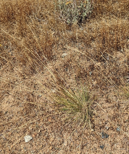Image of Lemmon's Needle Grass (Eriocoma lemmonii) by (c) Dominic Gentilcore, some rights reserved (CC BY)