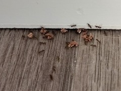 Linepithema humile