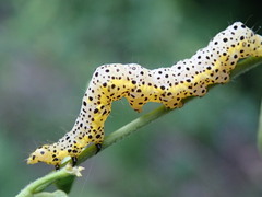 Abrostola asclepiadis
