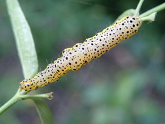 Abrostola asclepiadis