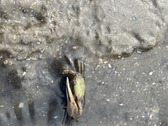 Minuca longisignalis